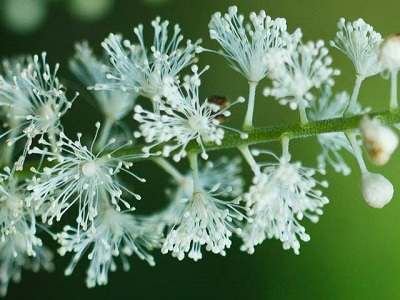 Is Black Cohosh an Appropriate Treatment for Insomnia?